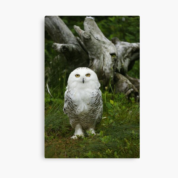 Snowy owl Canvas Print