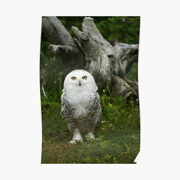 Snowy owl Poster