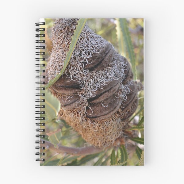 Aperçu de l'œuvre Banksia dentata pod créée et vendue par InNature.