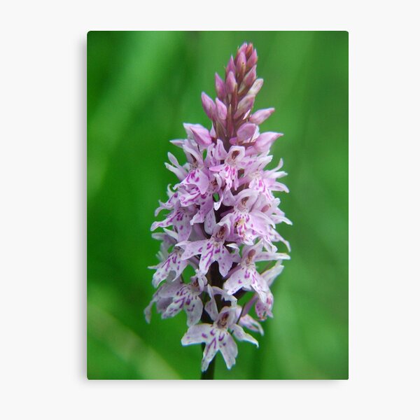 Item preview, Common Orchid in Kent designed and sold by Dave Godden.