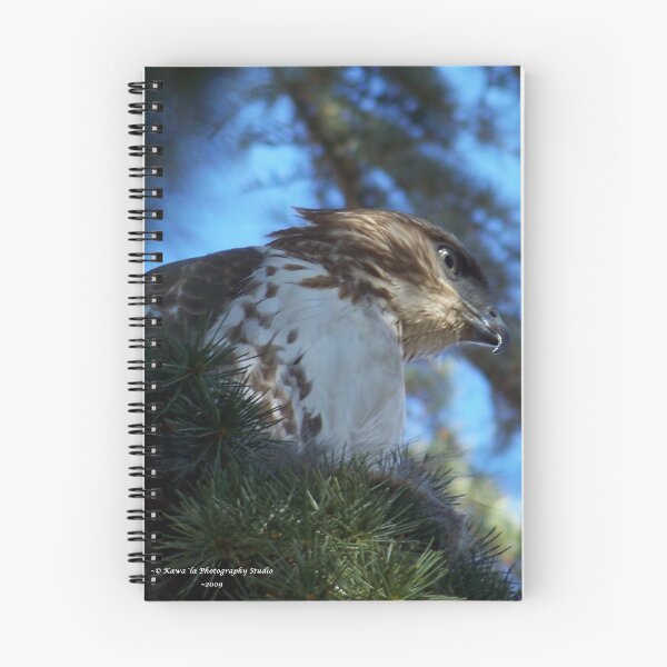Item preview, Fledgling Hawk designed and sold by Dennis  Stanton.