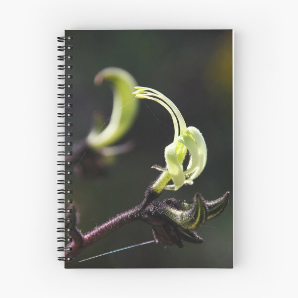 Item preview, Black Kangaroo Paw designed and sold by BeagleKidz.