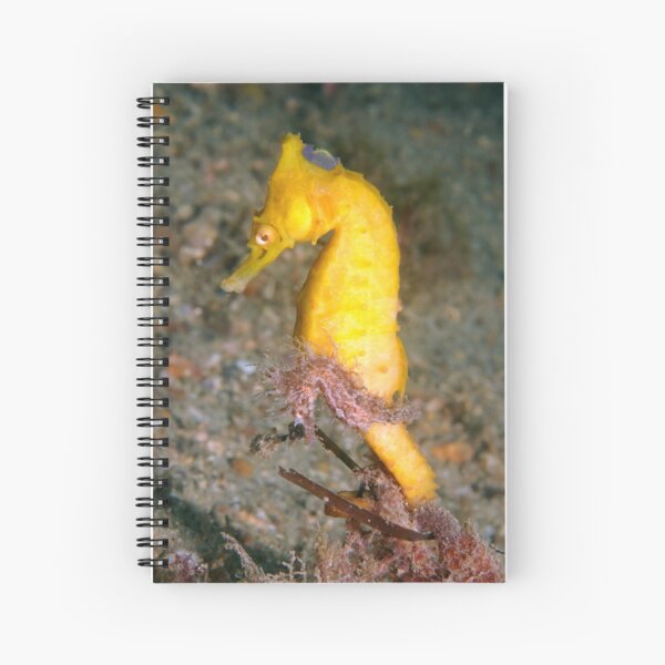 Item preview, White's Seahorse (Hippocampus whitei) designed and sold by daveharasti.