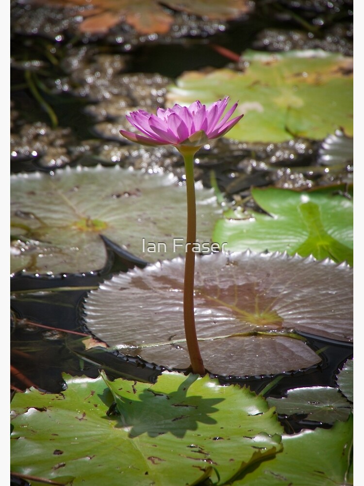 Water Lilly by Mowog