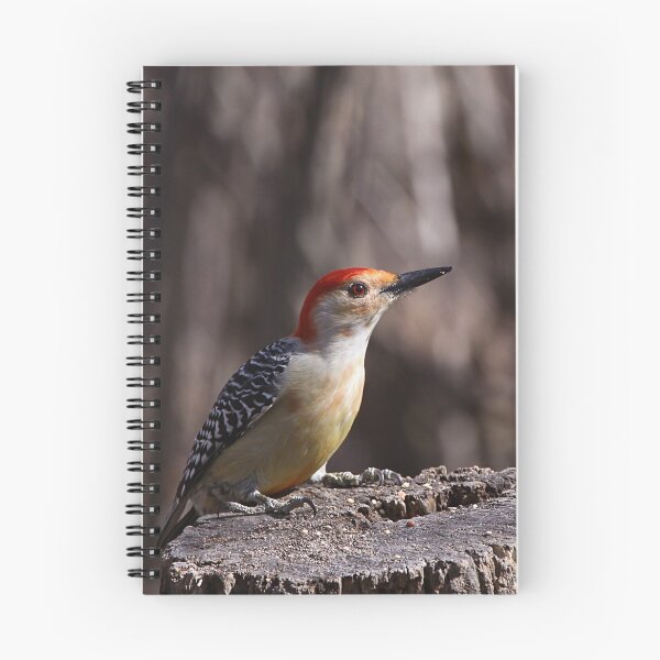 Item preview, Red Bellied Woodpecker 2 designed and sold by John Absher.