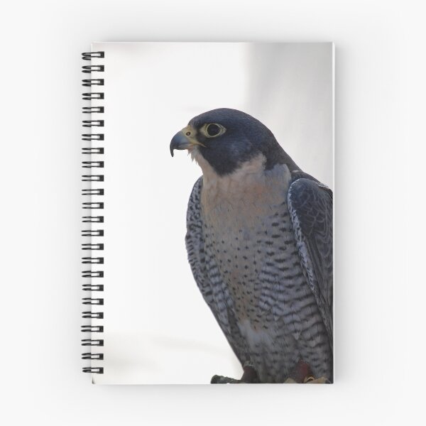Artikelvorschau, Peregrine Falcon entworfen und verkauft von Stormygirl.