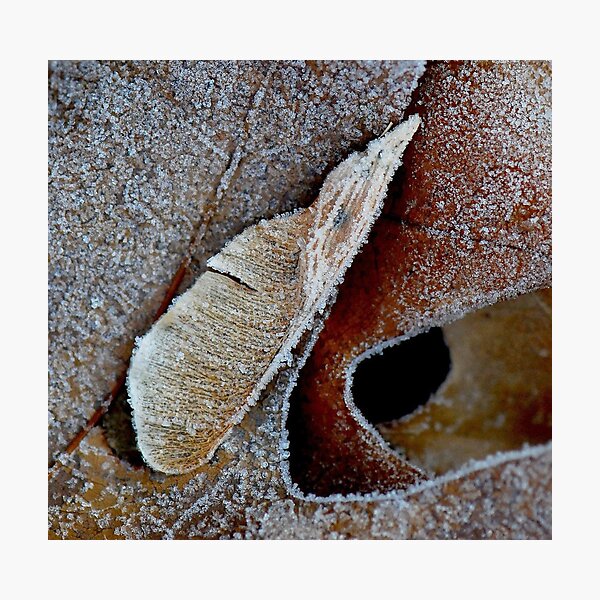 Maple Key Photographic Print