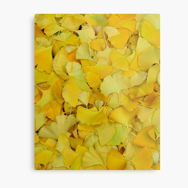 Gingko Metal Print