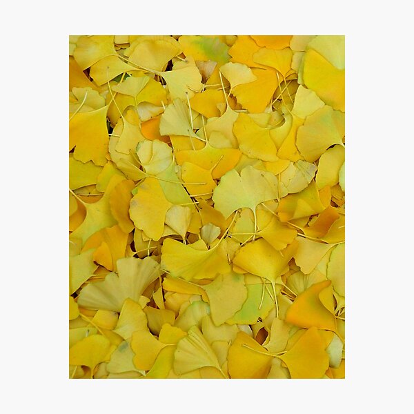 Gingko Photographic Print