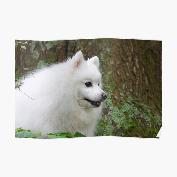 Posters Sur Le Theme Japanese Spitz Redbubble