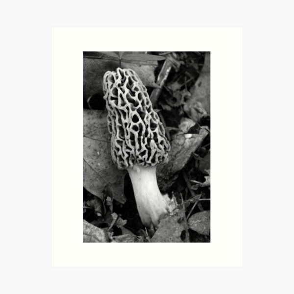 Morel Art Print