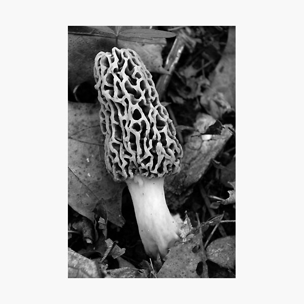 Morel Photographic Print