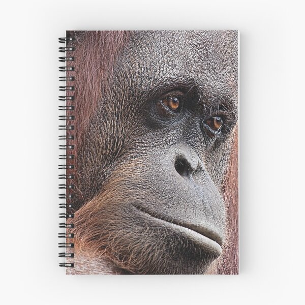Aperçu de l'œuvre  Floride. Zoo de Northwest FL. Cela vous fait vous demander ce qu'ils pensent.
! http: //images-0.redbubble.net/img/art/border: blackwithdetail / produit: impression plastifiée / taille: moyenne / vue: aperçu / 2716443-2-thinking-giant.jpg!
 créée et vendue par Janet Fikar.