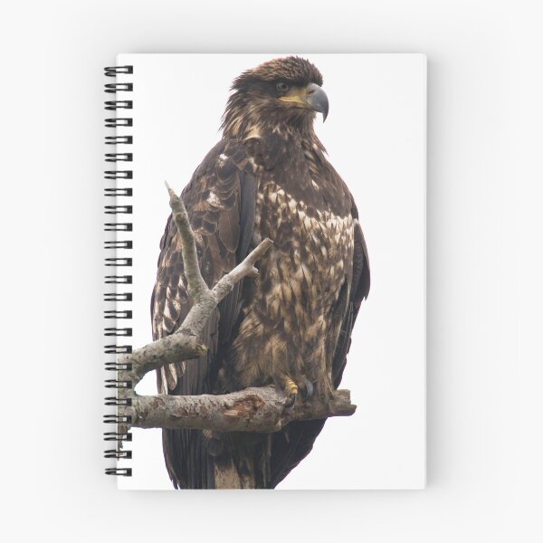 Aperçu de l'œuvre Bald Eagle: Juvenile Portrait créée et vendue par David Friederich.