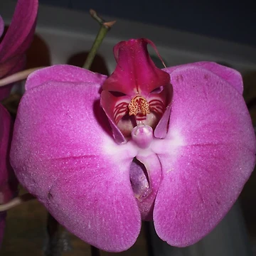 Artwork thumbnail, Orchid face by Ravred