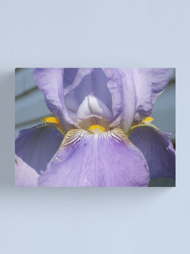 Thumbnail 1 of 3, Canvas Print, Looking In designed and sold by Ravred.