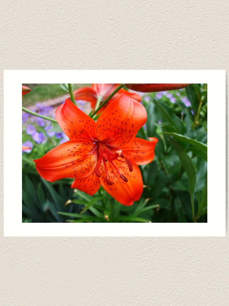 Thumbnail 1 of 3, Art Print, designed and sold by Ravred.