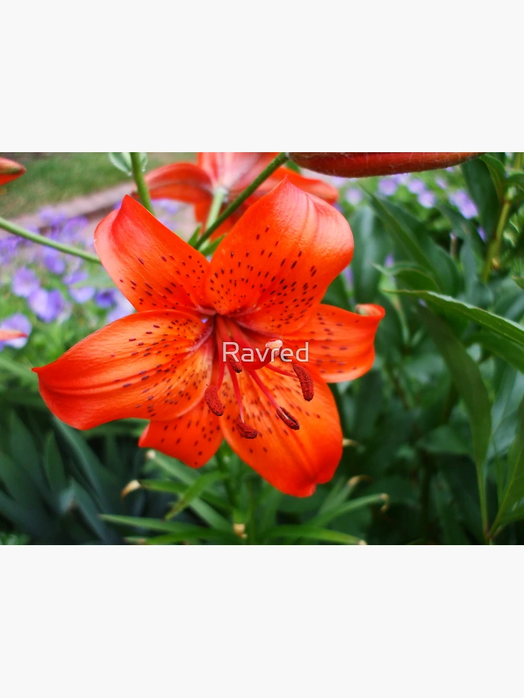 Thumbnail 3 of 3, Photographic Print, designed and sold by Ravred.