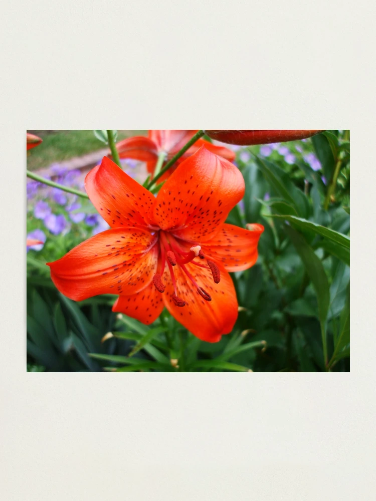 Thumbnail 1 of 3, Photographic Print, designed and sold by Ravred.