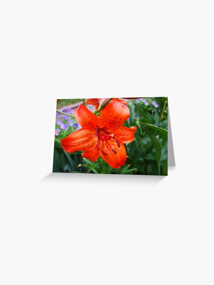 Thumbnail 1 of 2, Greeting Card, designed and sold by Ravred.