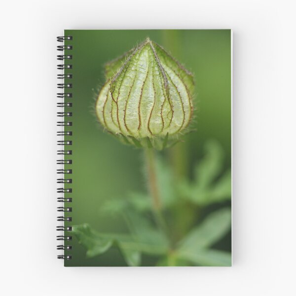Artikelvorschau, Hibiskus-Schote entworfen und verkauft von cdwork.