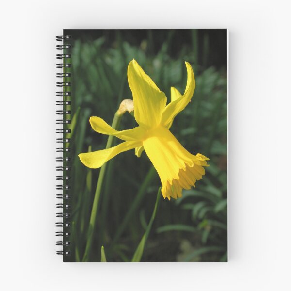 Item preview, Daffodil (Narcissus "Charity May") in mid-March designed and sold by Philip Mitchell.