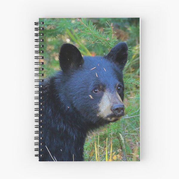 Item preview, black bear designed and sold by Giebelstein90.