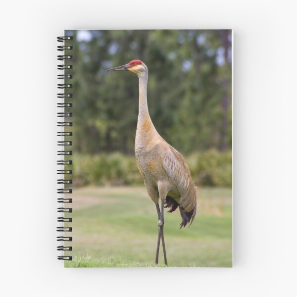 Item preview, Florida Sandhill Crane designed and sold by Donna Wilkins.