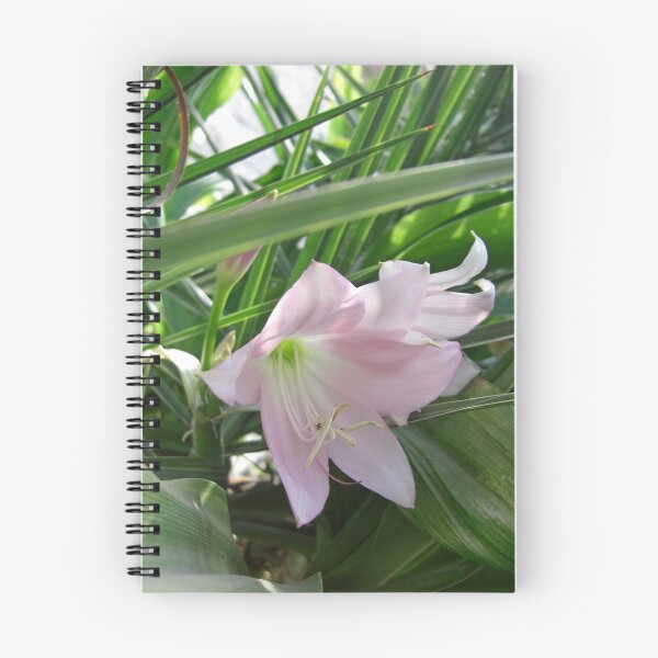 Item preview, Pale Pink Amaryllis 1 designed and sold by TravelPhotoArt.