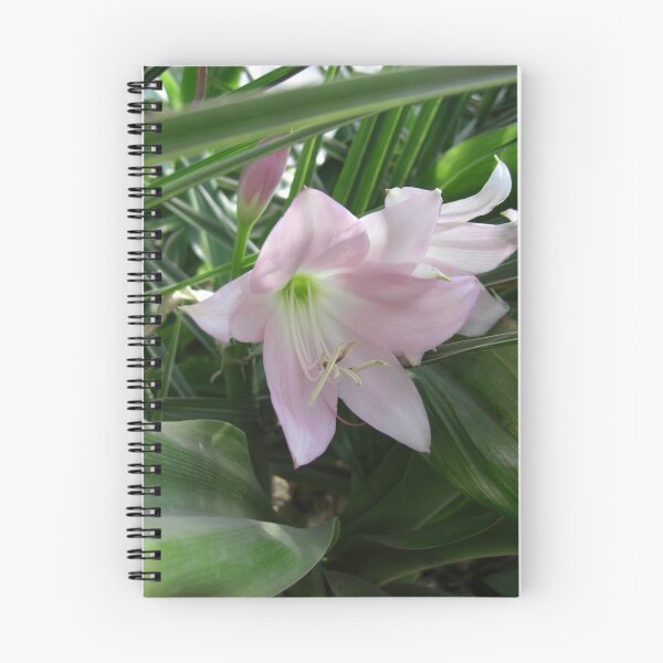 Item preview, Pale Pink Amaryllis 2 designed and sold by TravelPhotoArt.