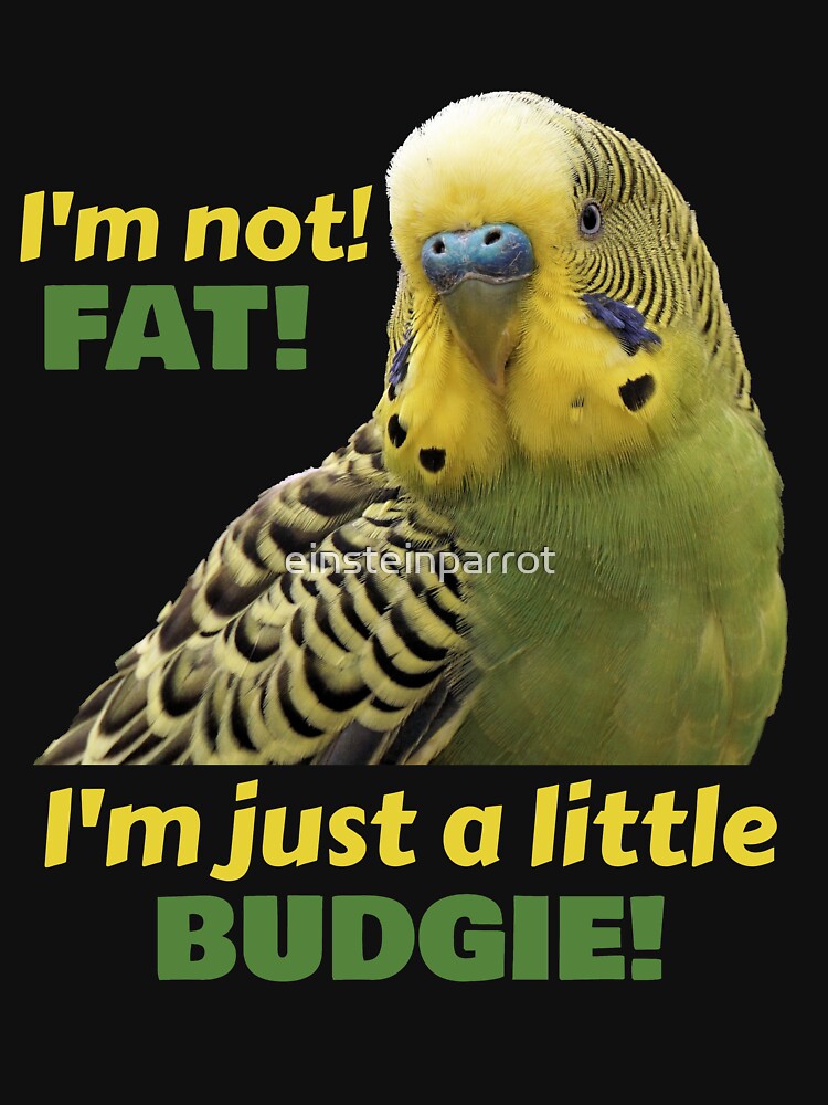 Funny Fat Budgie Parakeet Parrot