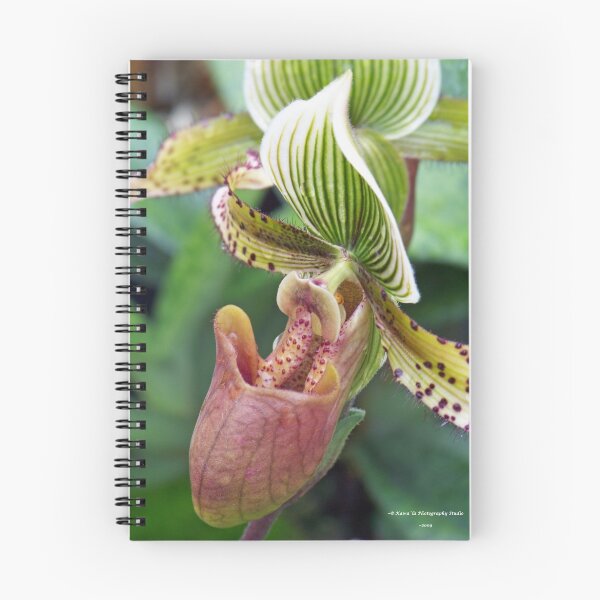 Item preview, Paphiopodilum & Cymatodes Hybrid designed and sold by Dennis  Stanton.