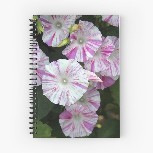 Item preview, Candy Ipomoea designed and sold by photomatte.