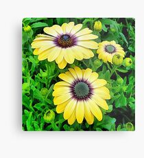 Osteospermum Serenity Blue Metal Print