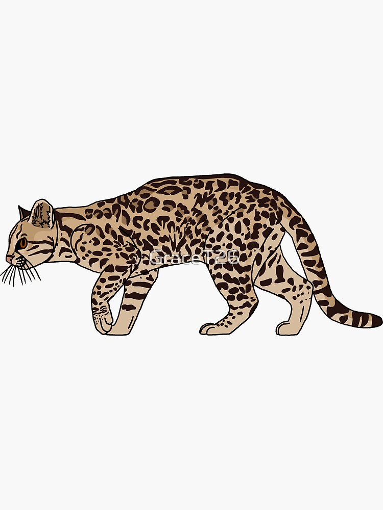 Northern Tiger Cat –