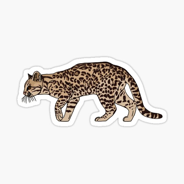 Northern Tiger Cat –
