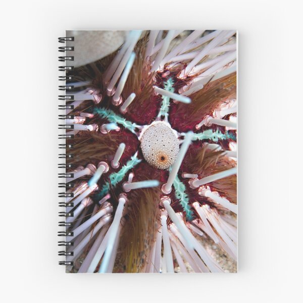 Item preview, Sea Urchin (close-up) designed and sold by Marcel Botman.