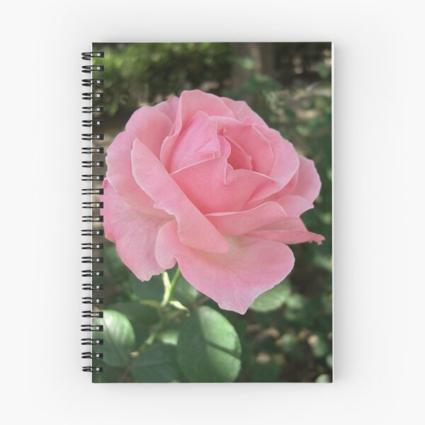 Item preview, Pink Rose 2 designed and sold by TravelPhotoArt.