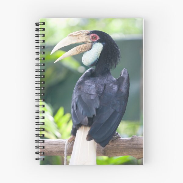 Artikelvorschau, Hornbill entworfen und verkauft von MiImages.