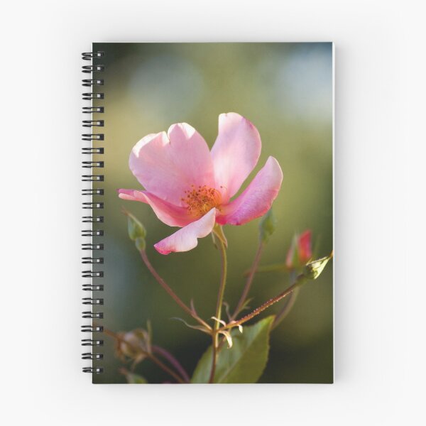 Item preview, Pink Rose designed and sold by neroli50.