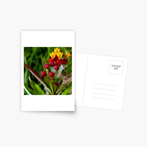 untitled #38 Postcard