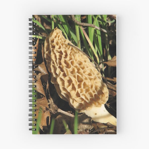 Item preview, ~Morel Mushroom~ designed and sold by NatureGreeting Cards ©ccwri.