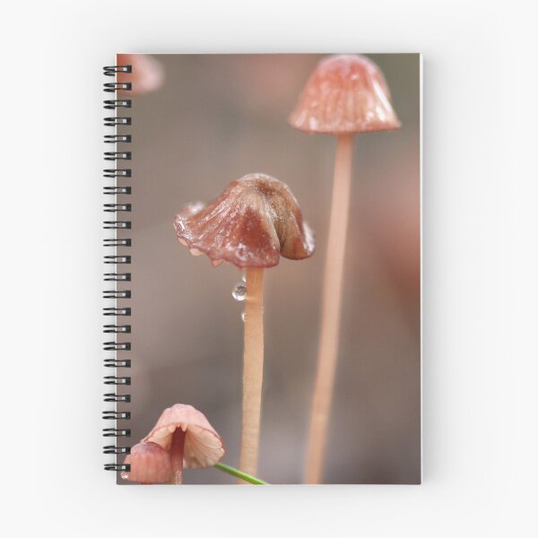Item preview, Fungi season 4 designed and sold by Normf.