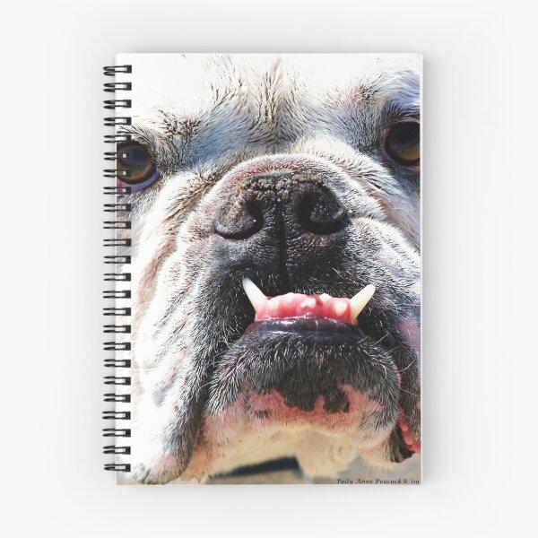 Artikelvorschau, die Besessenheit der englischen Bulldogge mit Kameras entworfen und verkauft von Polly Peacock.