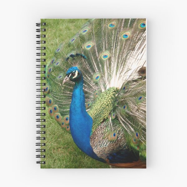Artikelvorschau, Peacock entworfen und verkauft von Jennifer Murray.