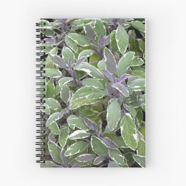 Item preview, Foliage of Sage (Salvia Officinalis) "Tricolor" designed and sold by Philip Mitchell.