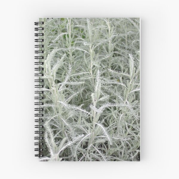 Item preview, Cotton Lavender foliage (Santolina Chamaecyparissus) designed and sold by Philip Mitchell.