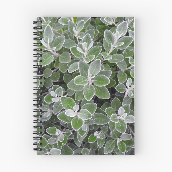 Item preview, Foliage of Senecio Brachyglottis Greyi "Sunshine" designed and sold by Philip Mitchell.