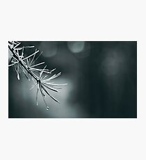 Pine Photographic Print