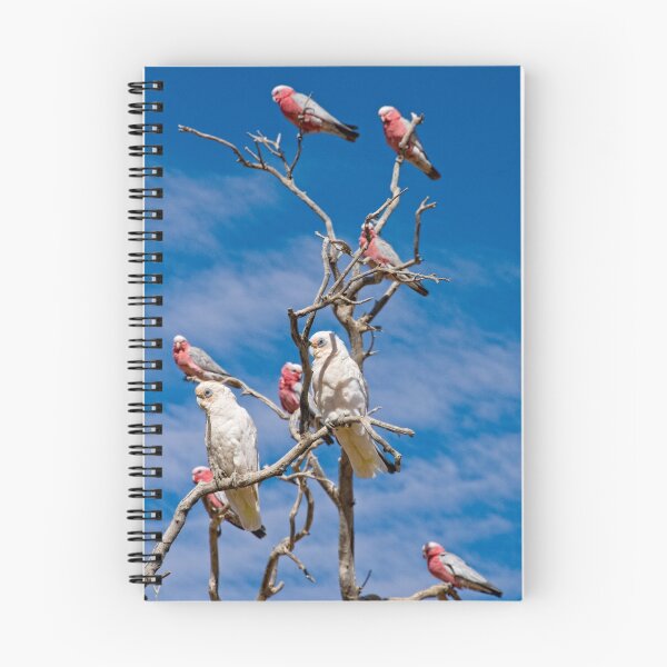 Item preview, Corellas and Gallahs - Mt Dare, South Australia designed and sold by Stephen Permezel.